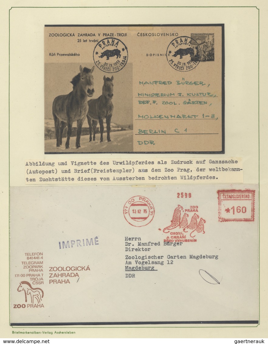 Thematik: Tiere-Pferde / Animals-horses: 1870/1990 (ca.), Comprehensive Collection Arranged On Apprx - Horses