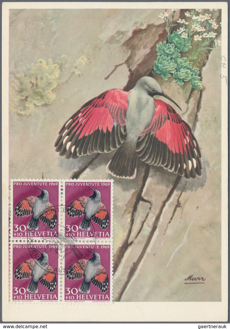 Thematik: Tiere-Vögel / Animals-birds: 1900/2010 (ca.), Most Comprehensive And Sophisticated Collect - Other & Unclassified