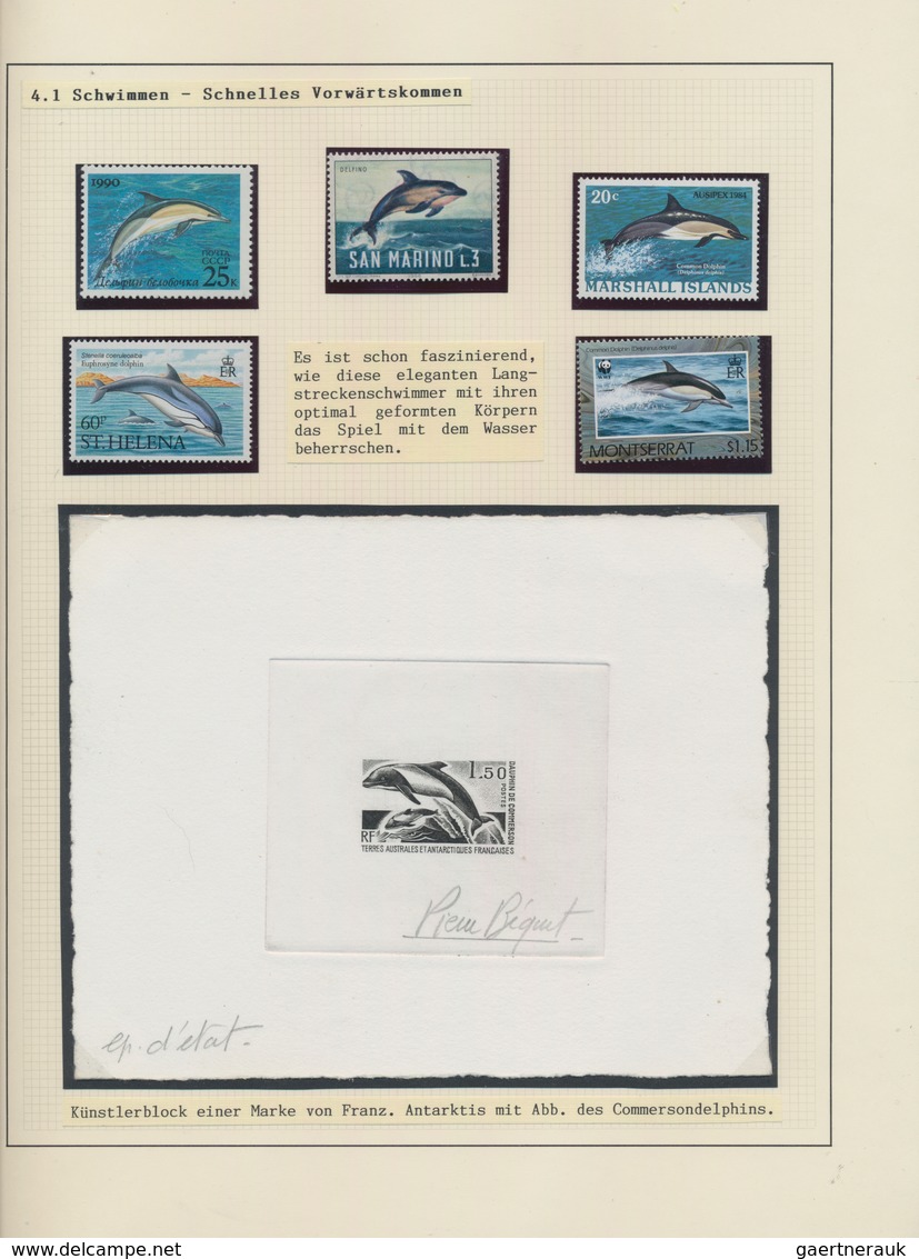 Thematik: Tiere-Meeressäuger (u.a. Wale) / Animals-aquatic Mammals: 1850/2010 (ca.), WHALES AND DOLP - Other & Unclassified