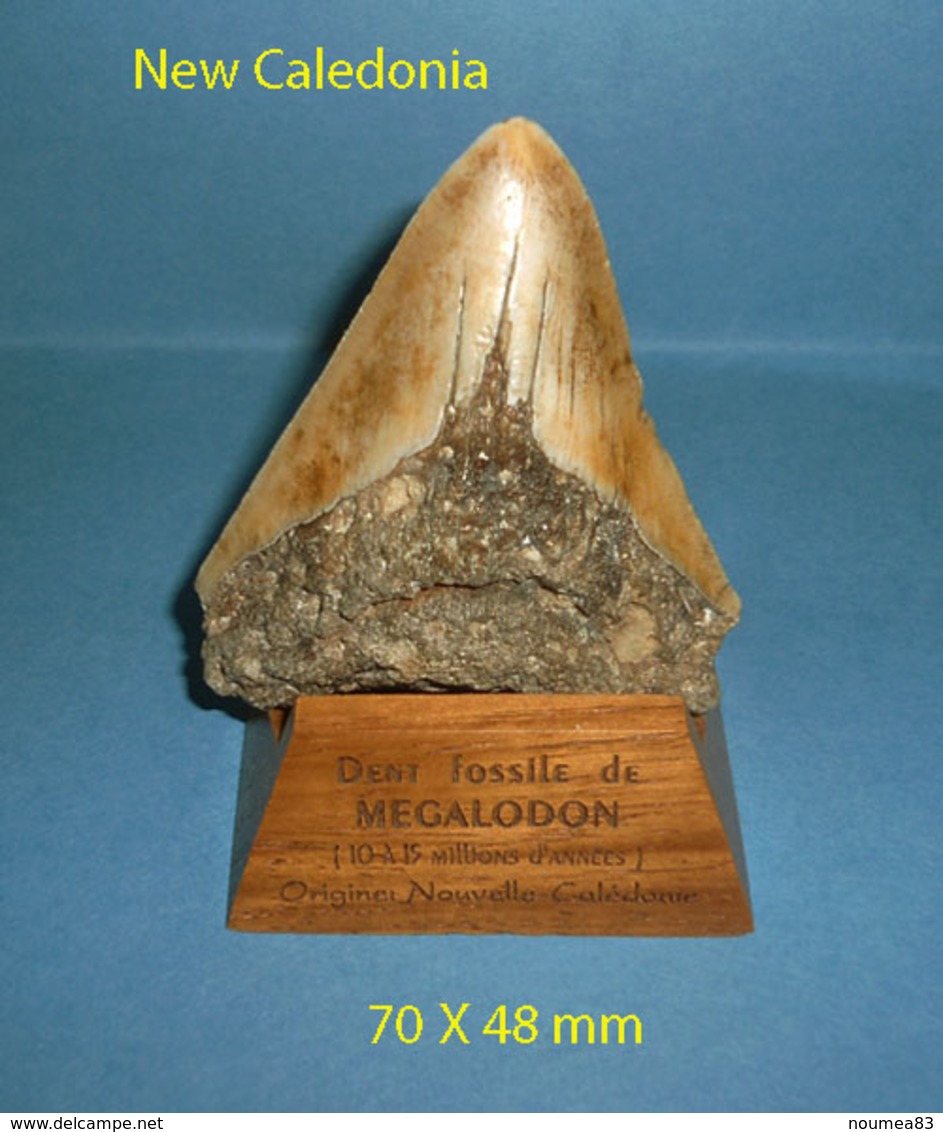 Dent Fossile  Mégalodon New Caledonia 70 X 58 Mm  Rare - Fossiles