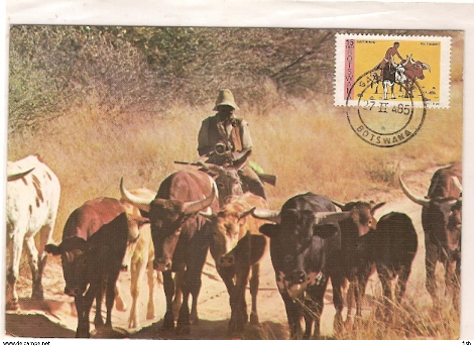 Botswana & Postal, Trekking Cattle Near Kang  1985 (4332) - Botswana