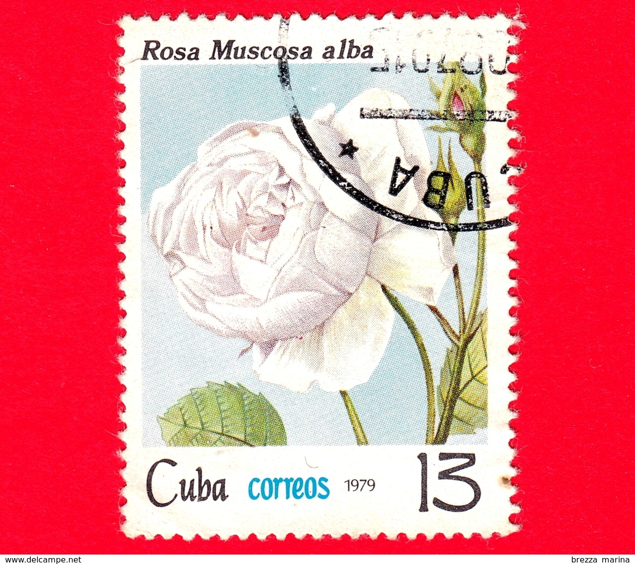 CUBA - Nuovo Obl. - 1979 - Fiori - Rose - Rosa Muscosa Alba - 13 - Nuovi