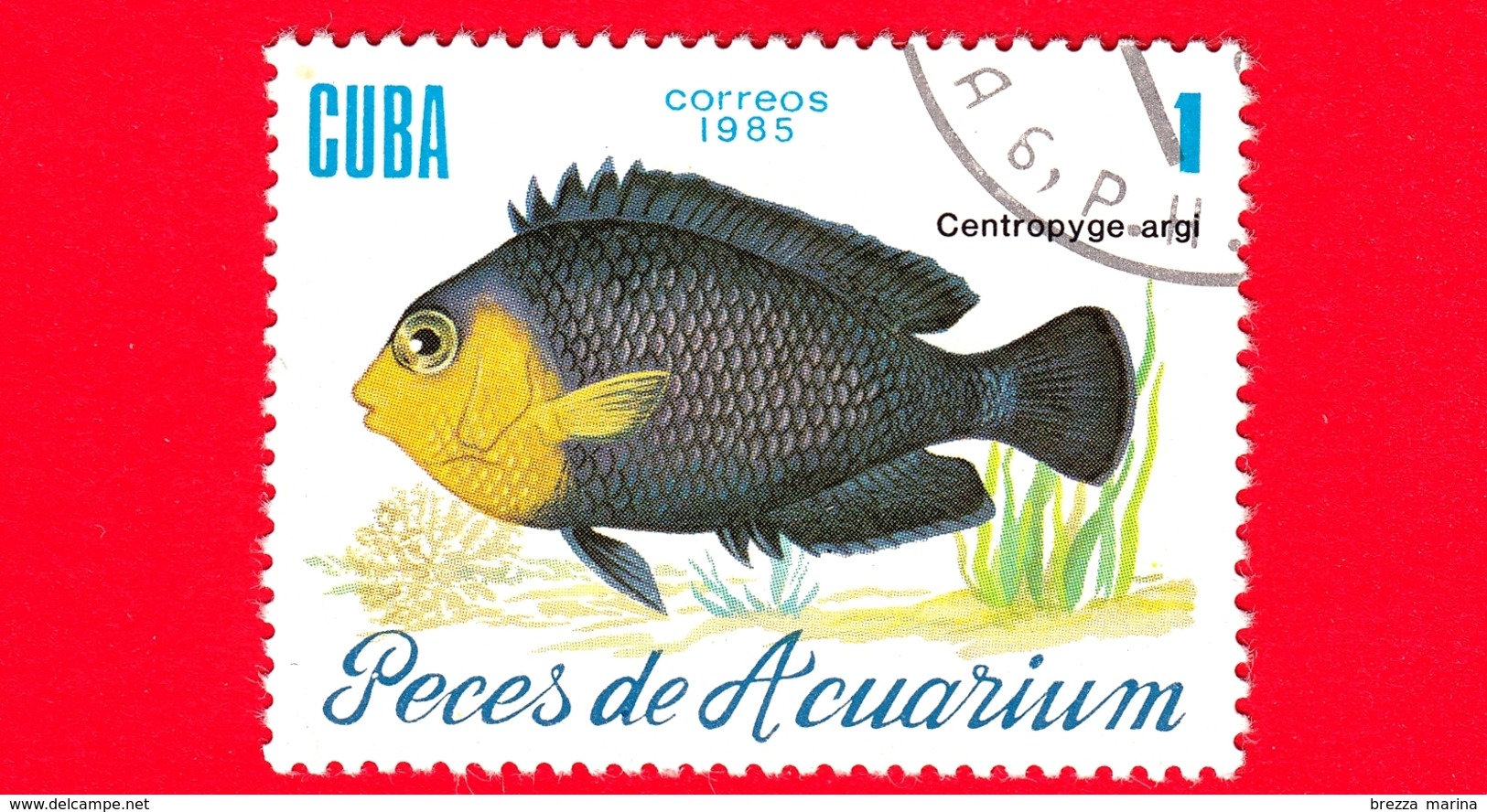 CUBA - Nuovo Obl. - 1985 - Pesci - Vita Marina - Fish - Centropyge Argi - Pesce Angelo - 1 - Nuovi