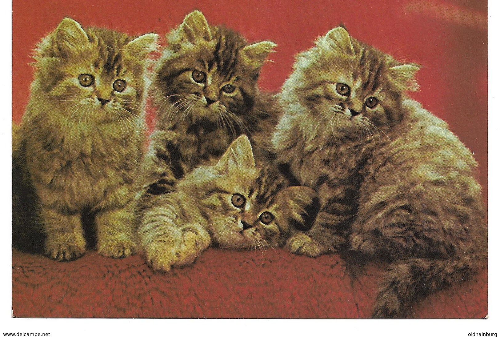 3088u: AK Kätzchen, Gelaufen 1980 In 2460 Bruck An Der Leitha - Katzen