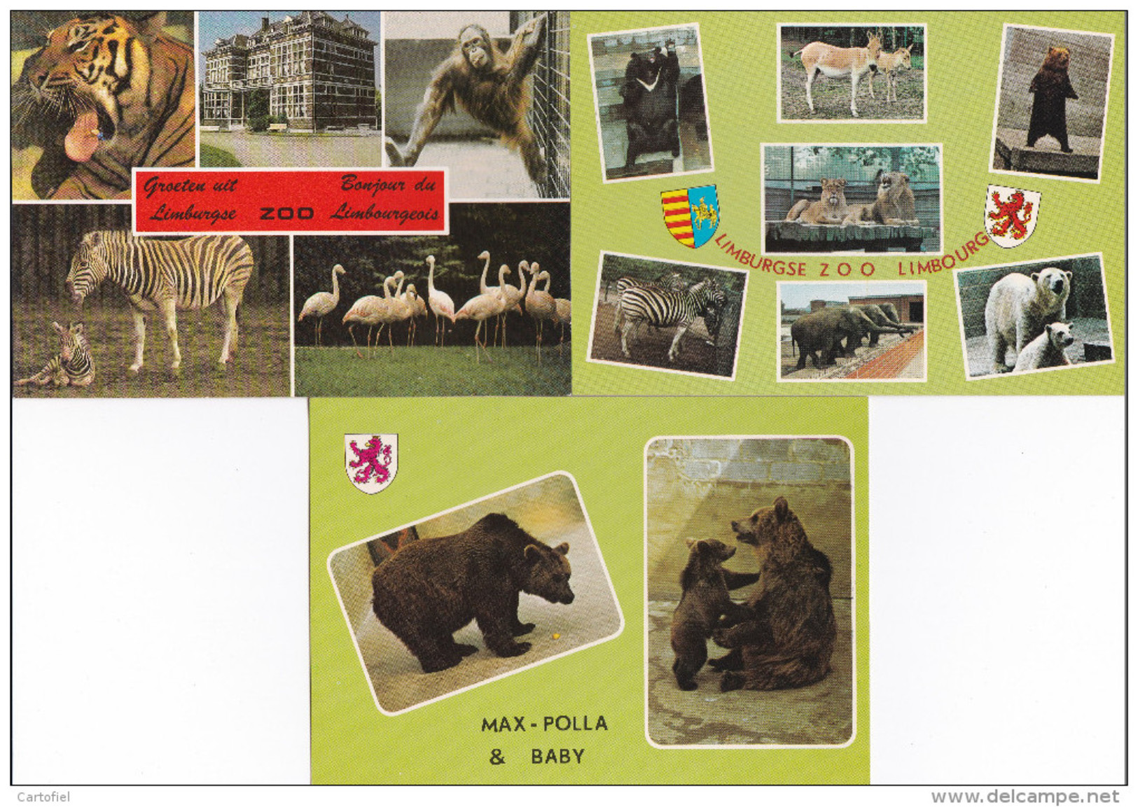 ZWARTBERG-GENK-LIMBURGSE-ZOO-DIERENTUIN-LOT-3 KAARTEN-BEREN-OURS-ZIE 2 SCANS-NIET VERSTUURD-MOOI ! ! ! - Genk