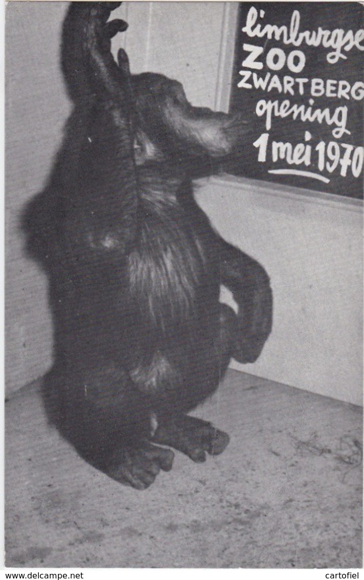 ZWARTBERG-GENK-LIMBURGSE-ZOO-DIERENTUIN-CHIMPANSEE-RECLAMEKAART-OPENING-1970-ZIE 2 SCANS-afmet.8,5/13,50 Cm-MOOI ! ! ! - Genk