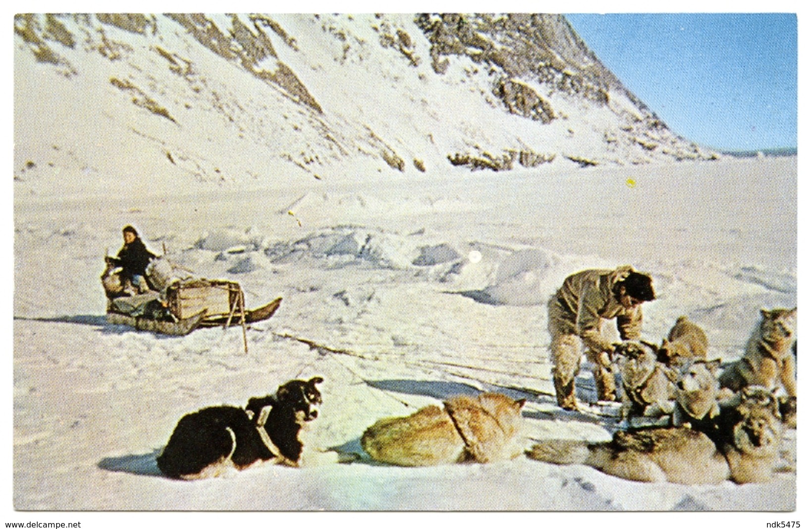 GREENLAND : ESKIMO TENDING HIS DOGS IN THE MOUNTAINS NEAR THULE AIR BASE : ADDRESS - CAMP TUTO - Groenlandia