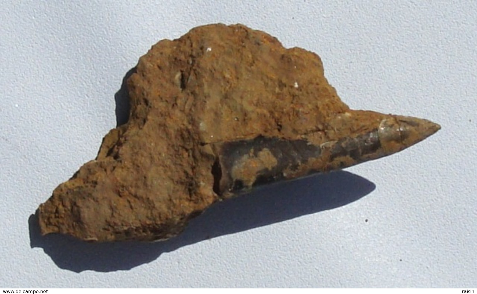 Rostre De Belemnite  (Moselle) - Fossils