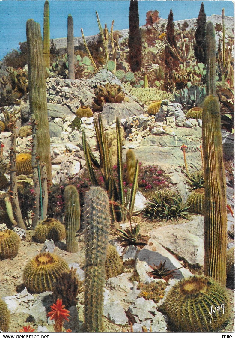 EZE - Le Jardin Exotique - Cactus - Cactus