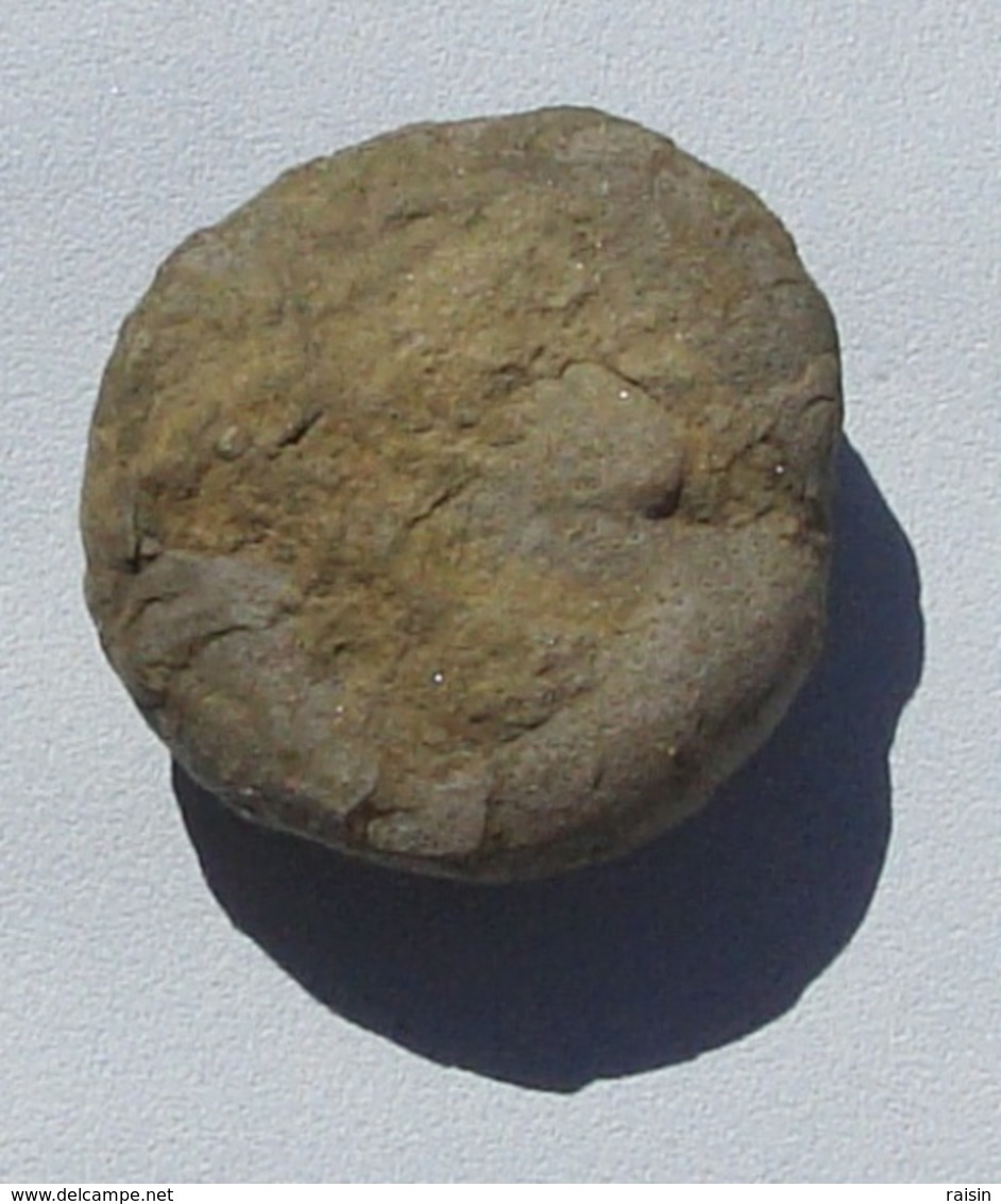 Micraster (Aude) "Oursin" Centonien - Fossiles