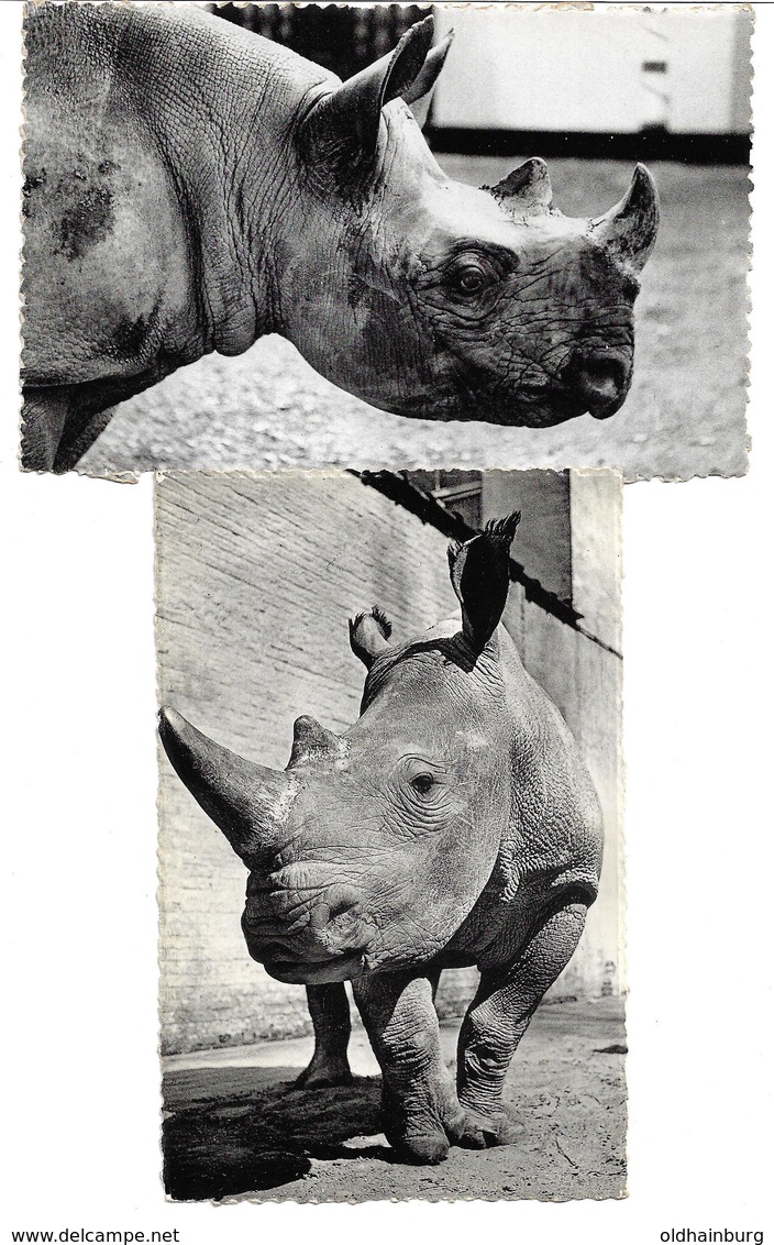 3081n: 2 AKs Rhinozeros, Zoo Von Antwerpen, Ungelaufen 1958 - Rhinocéros