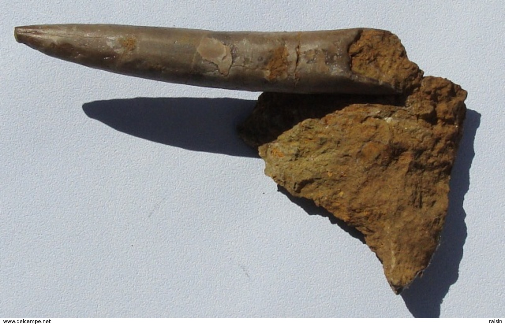 Rostre De Belemnite (Moselle) - Fossiles