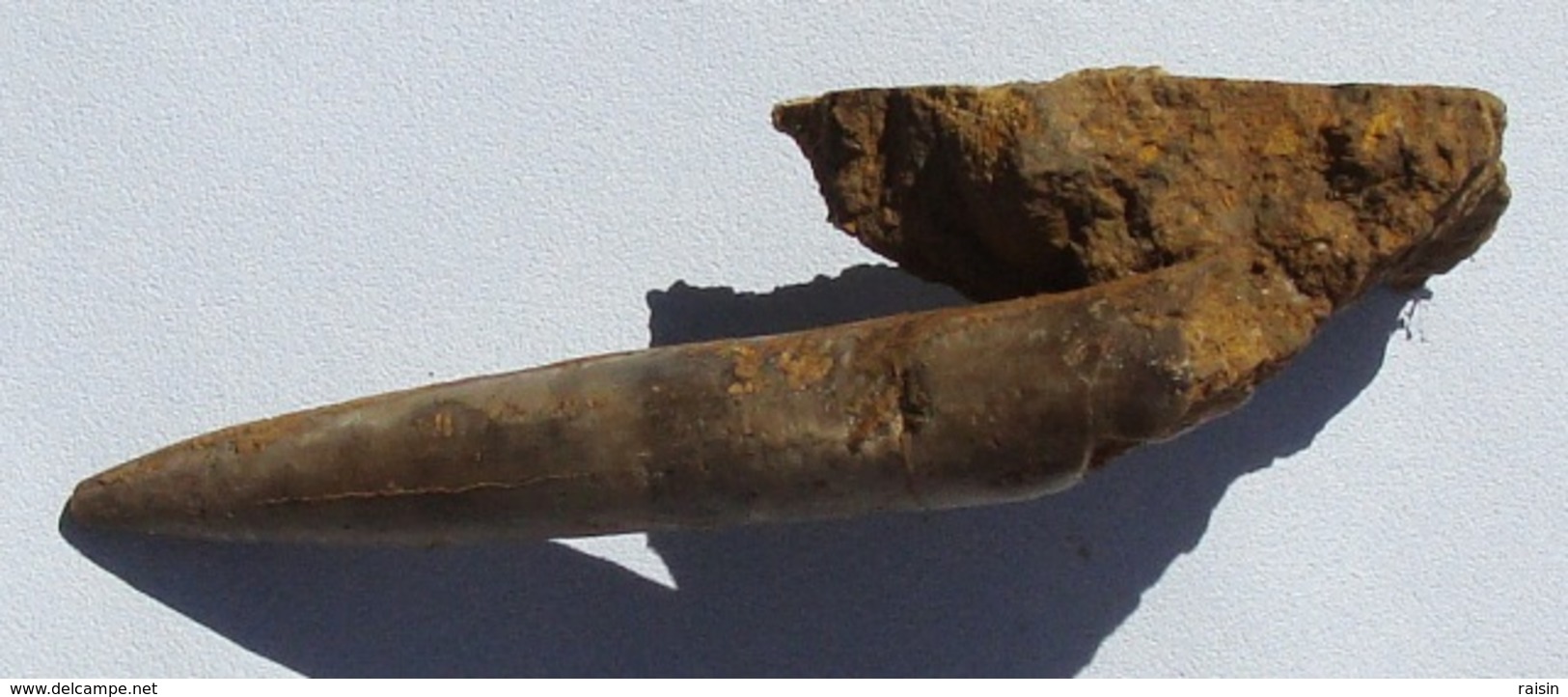 Rostre De Belemnite (Moselle) - Fossili