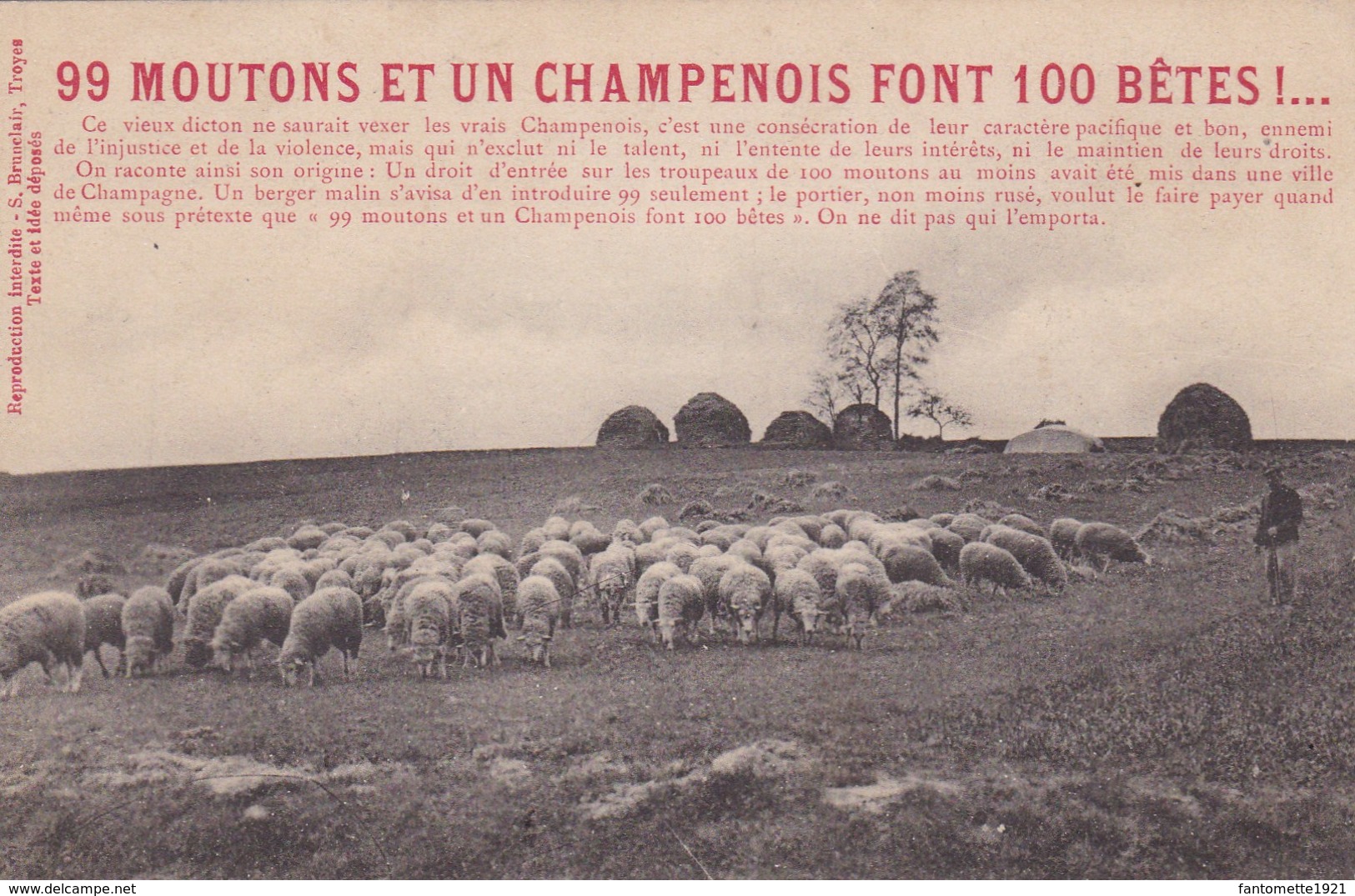 99 MOUTONS ET UN CHAMPENOIS FONT 100 BETES (PLF) - Champagne - Ardenne