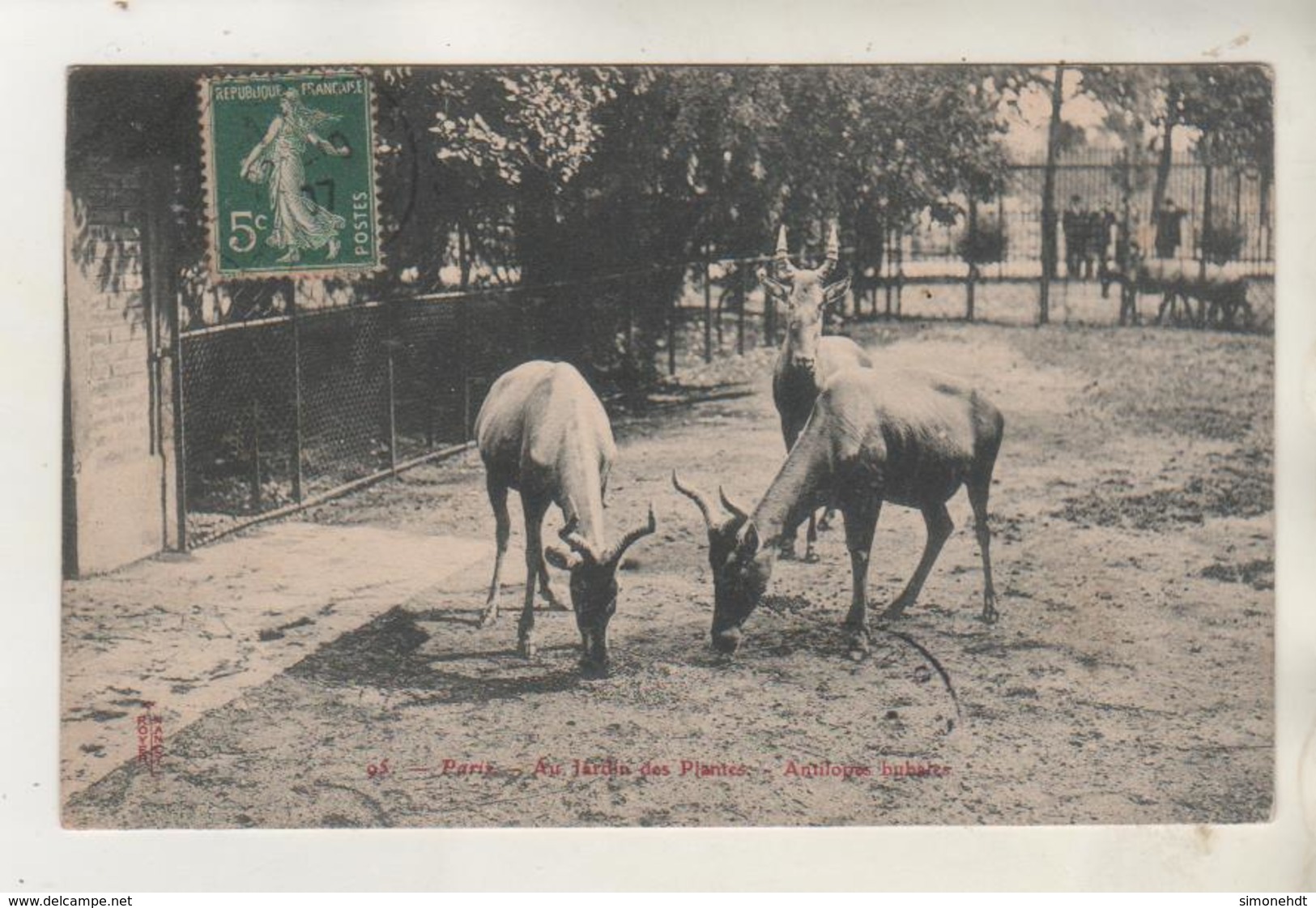 PARIS - Jardins Des Plantes - Antilopes Bubates - Otros & Sin Clasificación