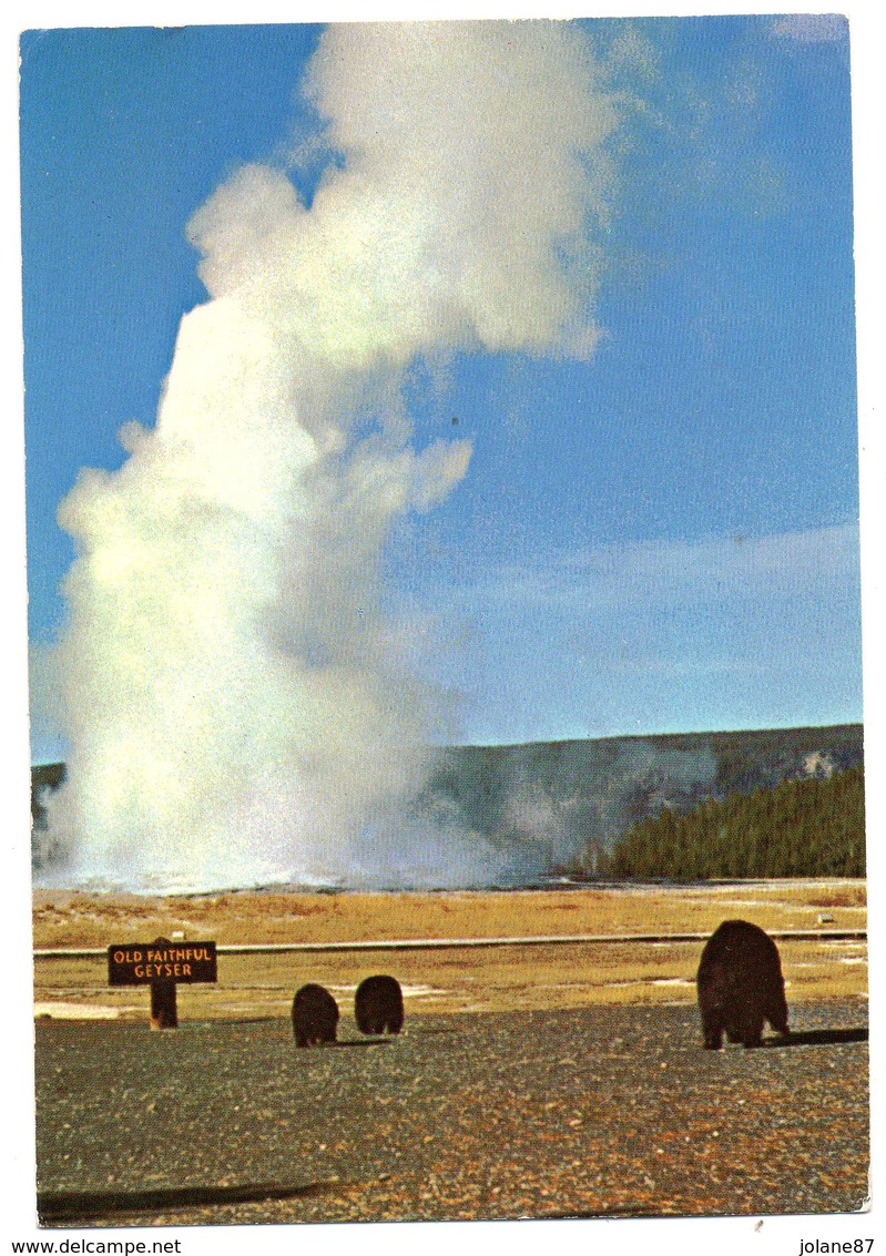 CPSM       YELLOWSTONE NATIONAL PARK            OLD FAITHFUL AND BEARS      OURSON ET OURSONS - Yellowstone