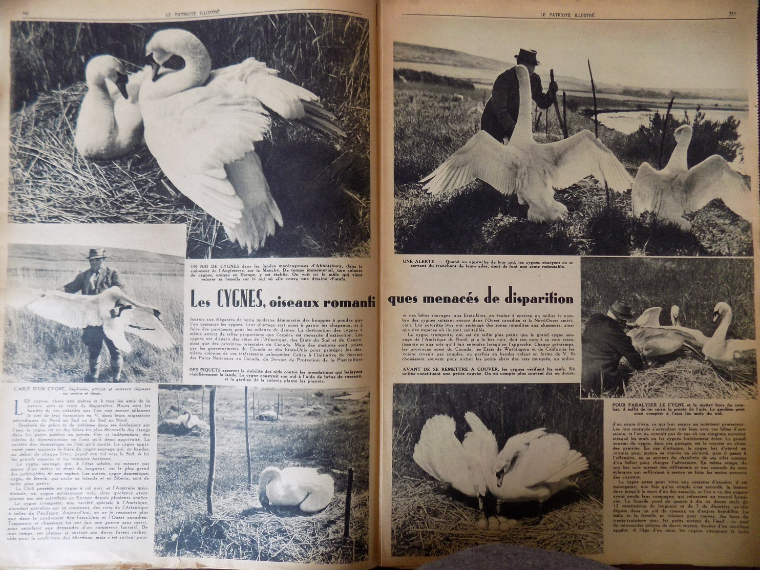 Le Patriote illustré n° 36/1946 cygnes menacés de disparition - Arméniens - airelles , délices des américains à la Noel.