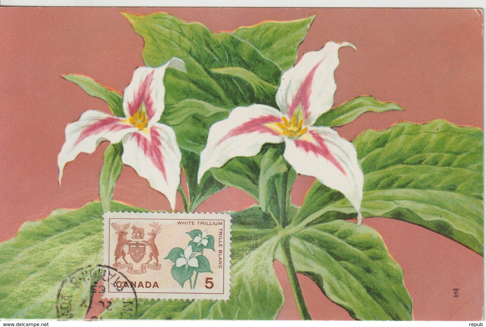 Canada Carte Maximum 1964  Fleurs D'érable 343 - Maximum Cards