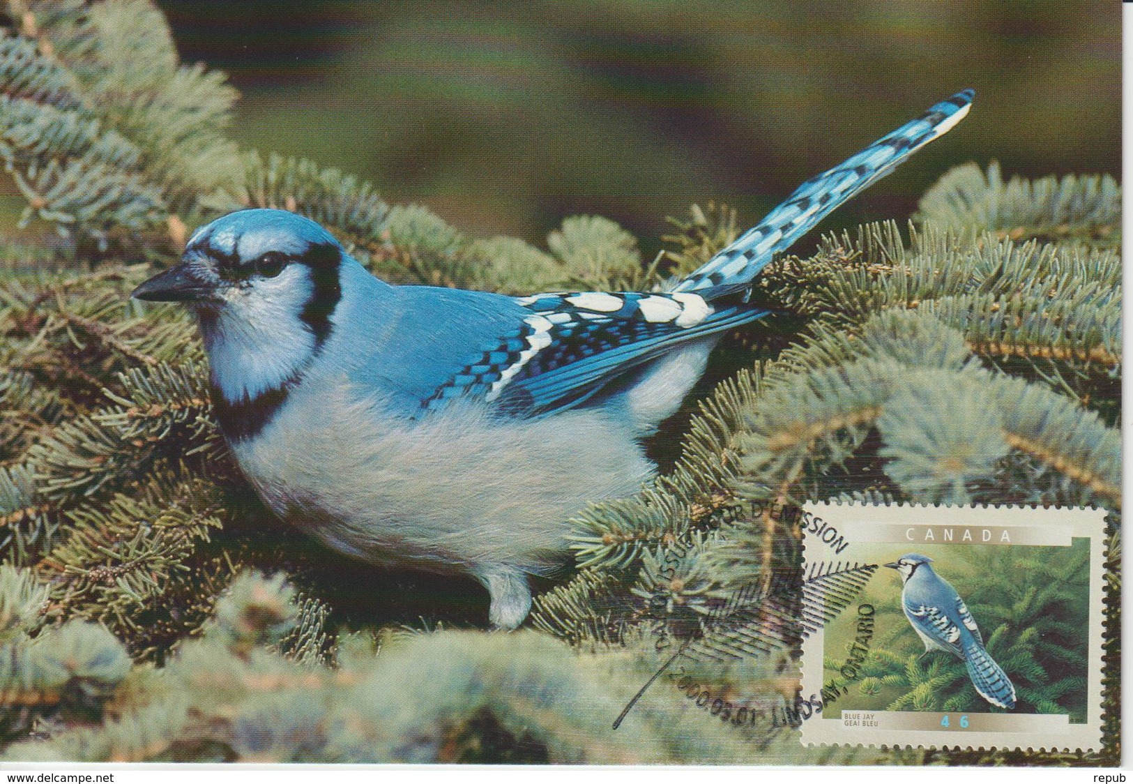 Canada Carte Maximum 2000 Oiseaux Geai 1810 - Cartoline Maximum