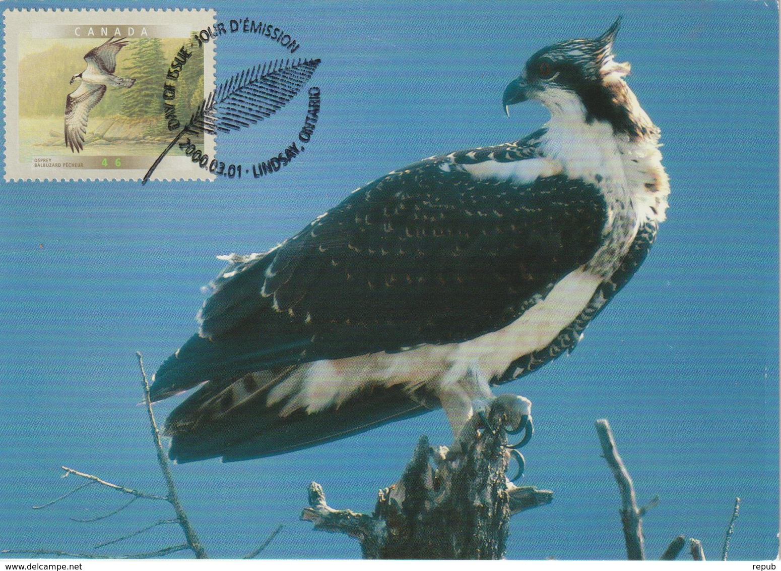 Canada Carte Maximum 2000 Oiseaux Balbuzard 1812 - Cartoline Maximum