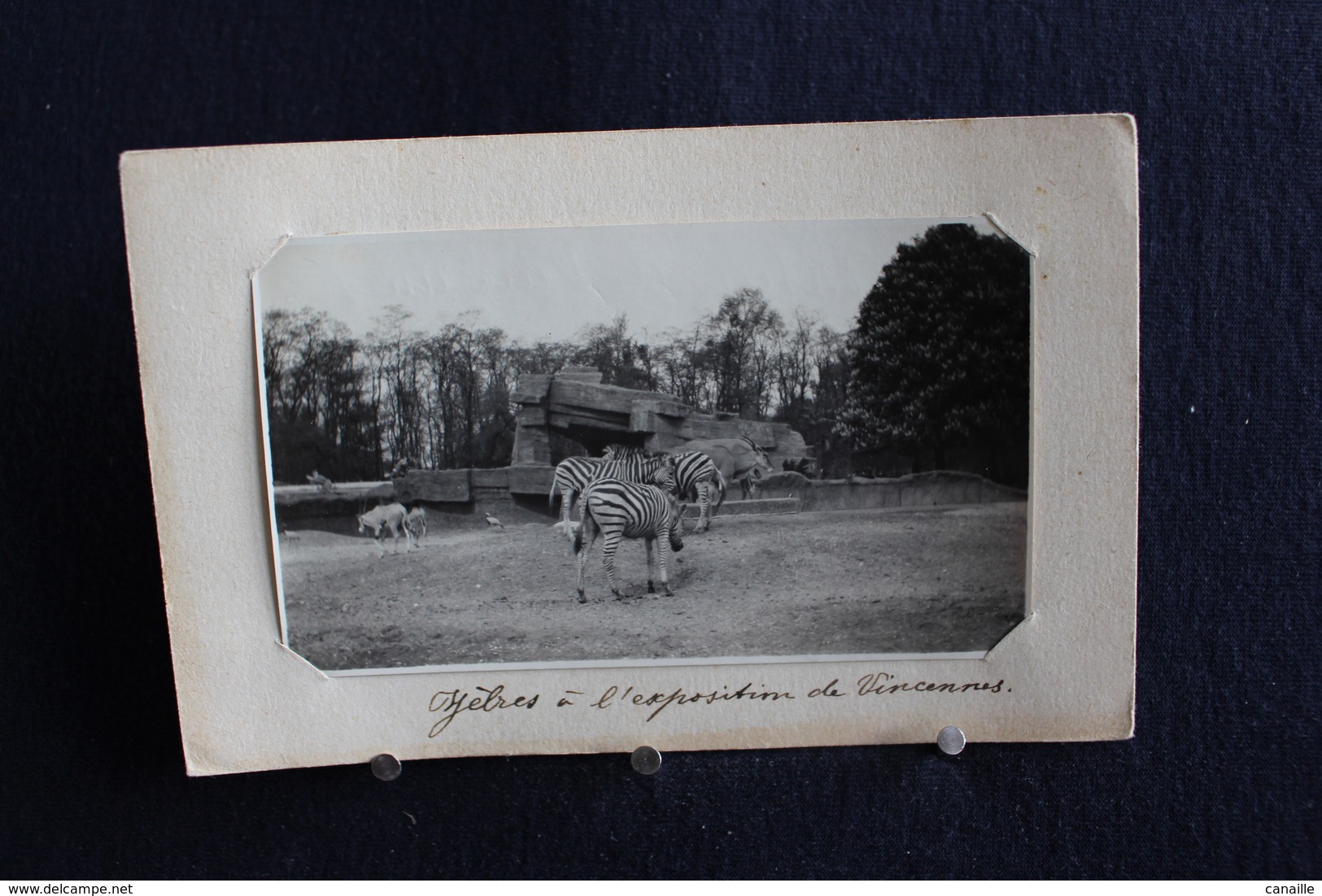 F-188 / Zoo De Paris - Zèbres à L'Exposition De Vincennes / - Zèbres