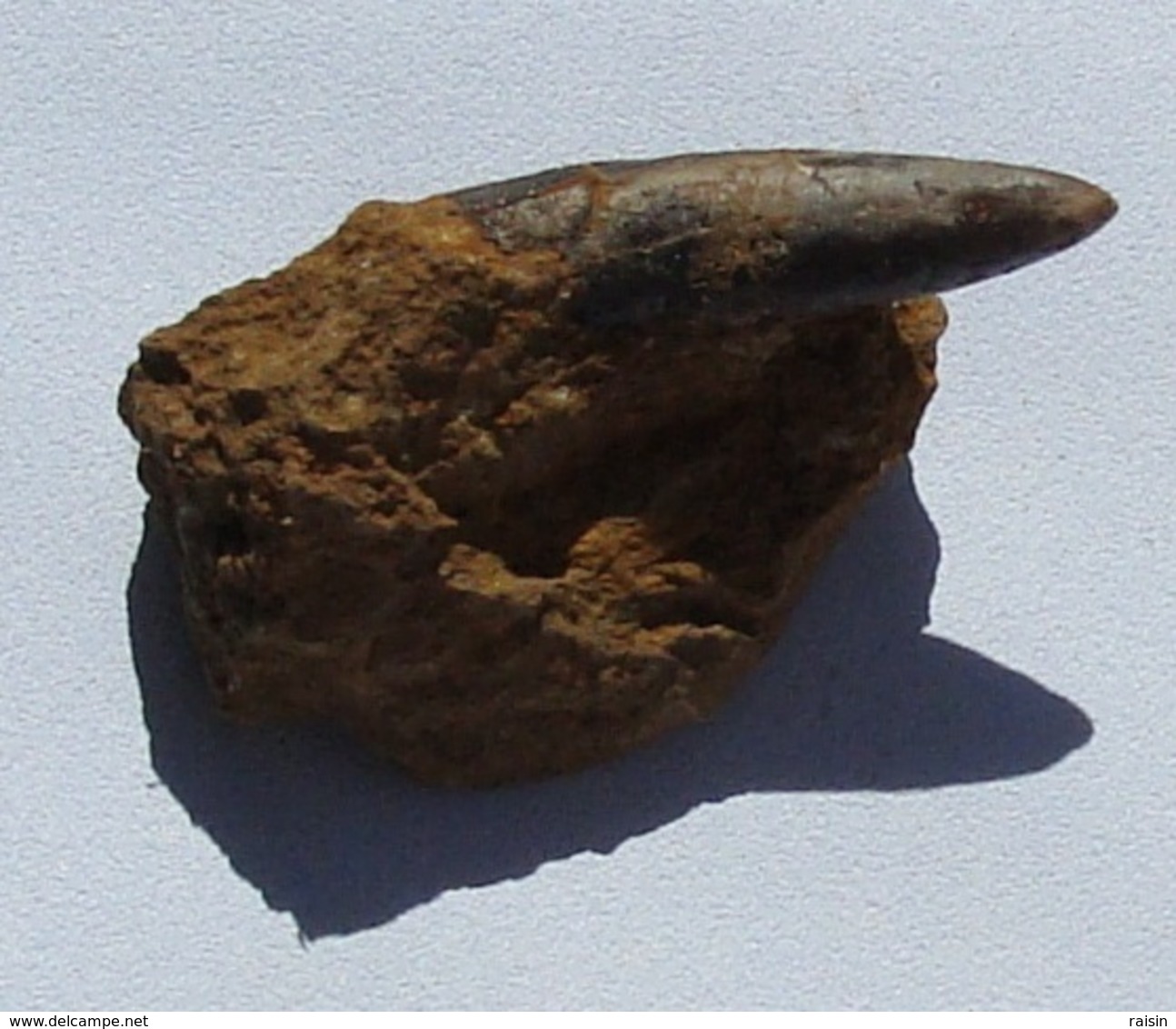 Rostre De Belemnite De Moselle - Fossiles