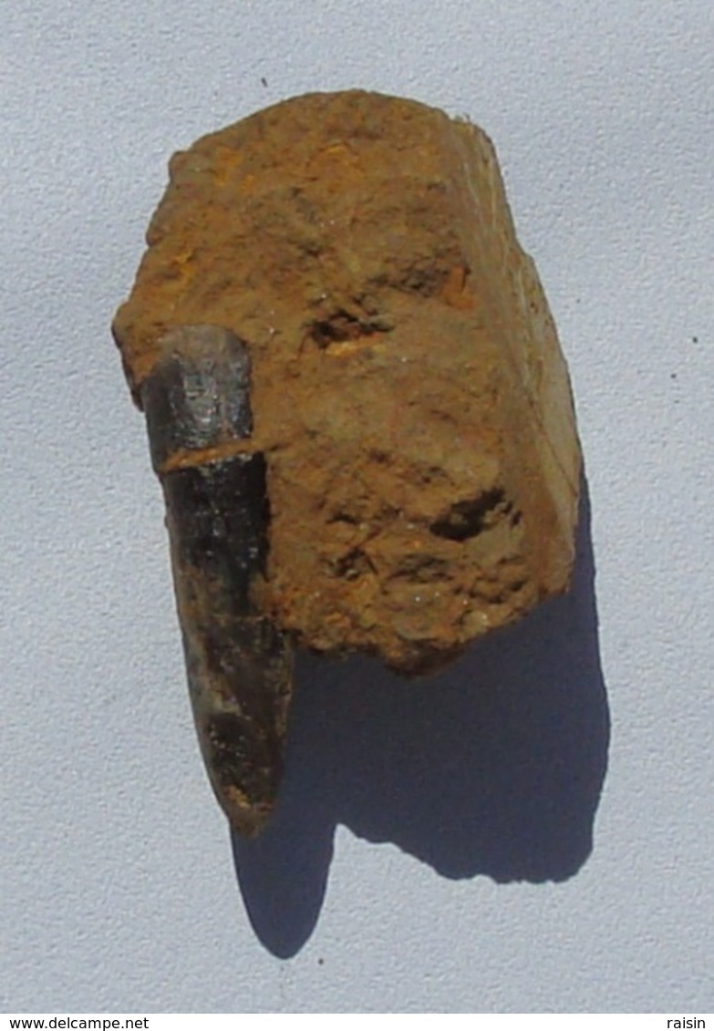 Rostre De Belemnite De Moselle - Fossiles