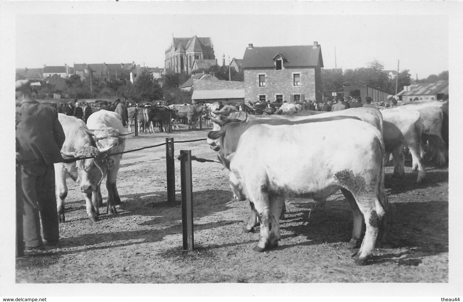 ¤¤  -  HERBIGNAC   -  Le Champ De Foire  -  Marché Aux Bestiaux  -  Vaches , Boeufs    -  ¤¤ - Herbignac