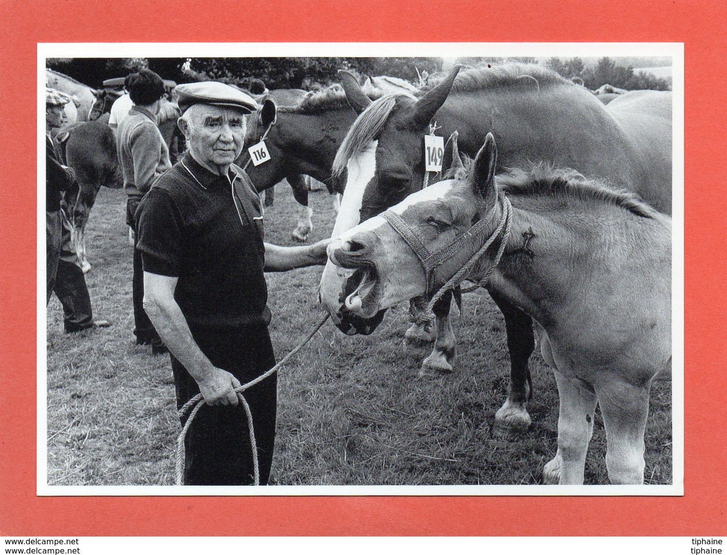 PLOERDUT GUEMENE-SUR-SCORFF FOIRE AUX CHEVAUX PHOTO KERVINIO AGRICULTURE An: 1982 Etat: TB Edit: Neudin - Autres & Non Classés