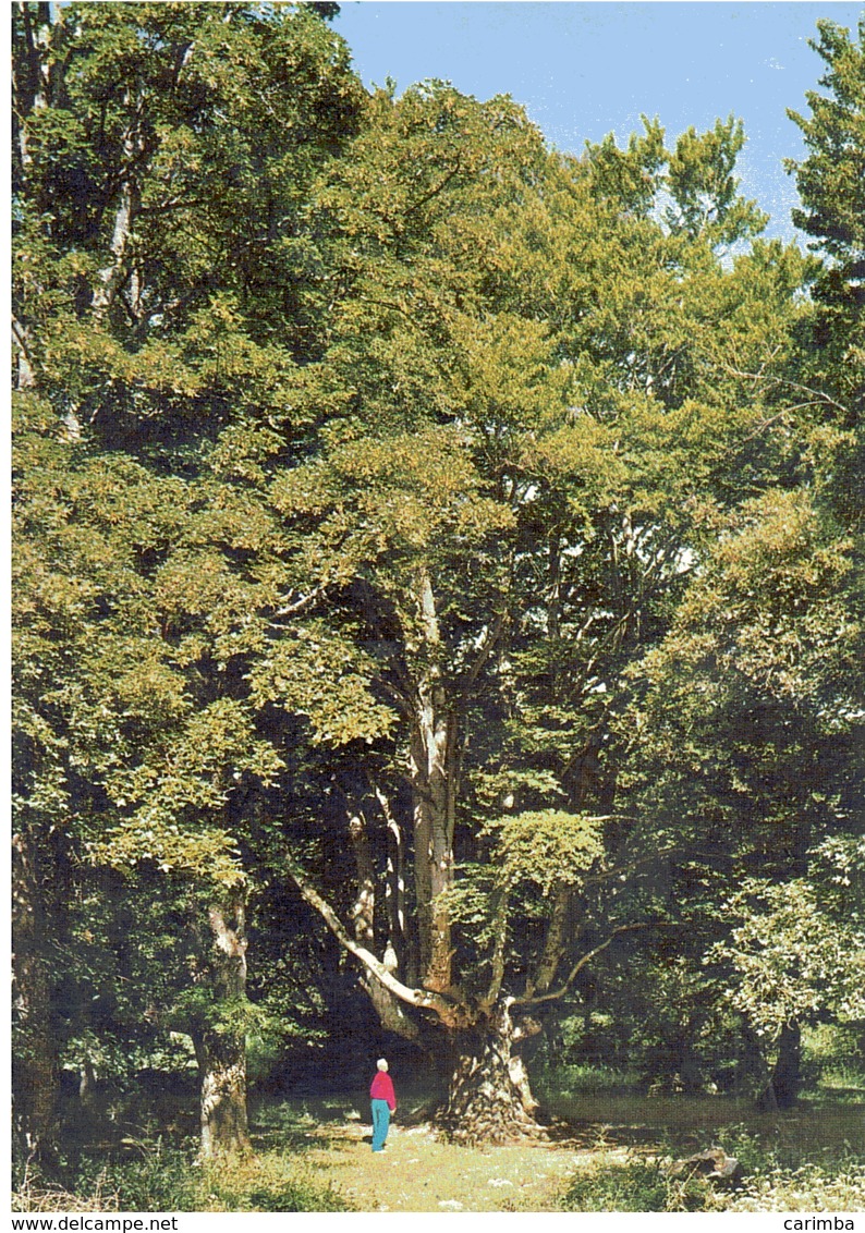 PESCOCOSTANZO ACQUILA S.ANTONIO ALBERI SECOLARI - Alberi