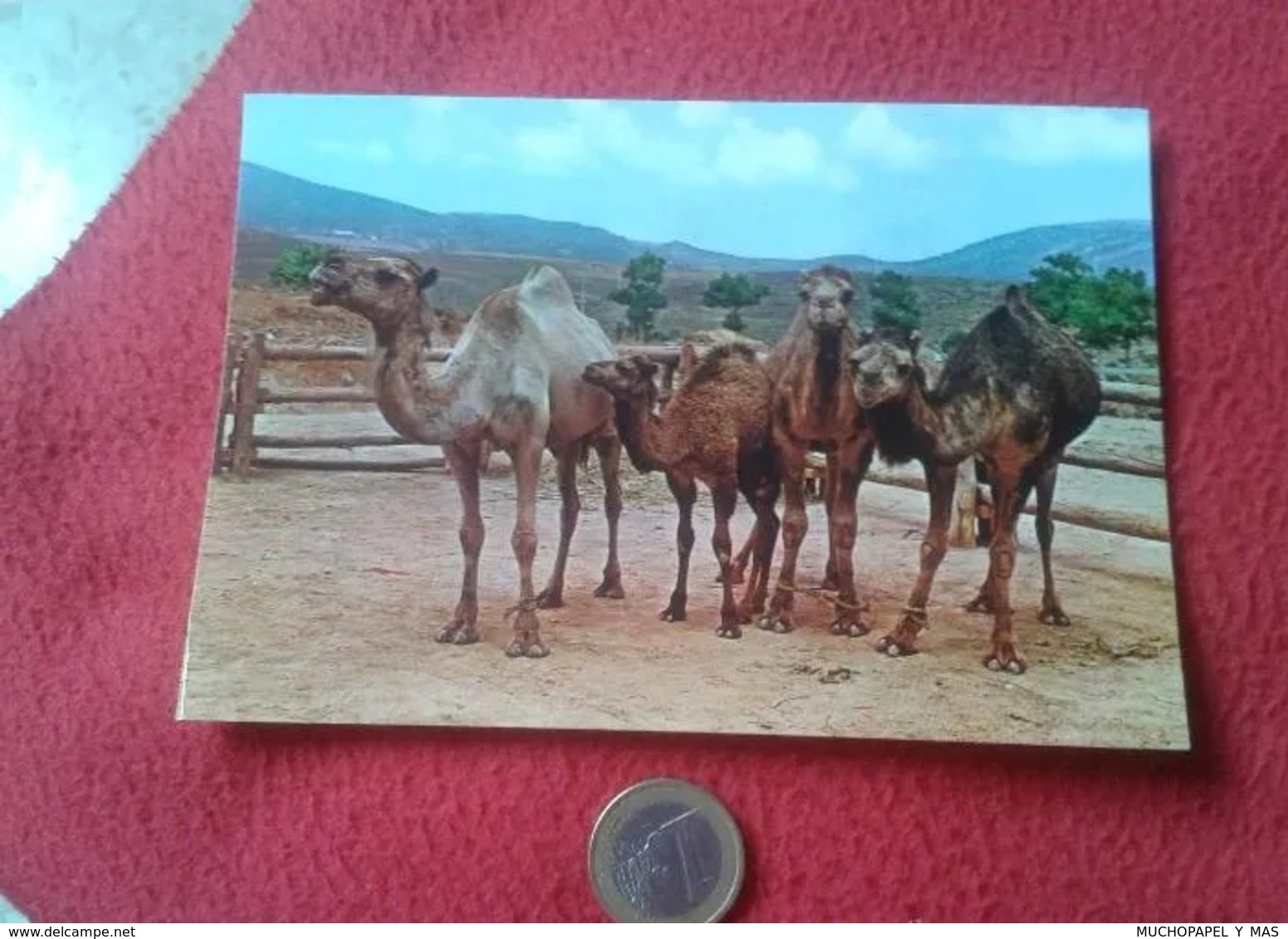 POSTAL POST CARD CARTE POSTALE 1566 MARRUECOS MOROCCO TÍPICO CAMELLOS CHAMEAUX CAMELS ED. BEASCOA VER FOTO CAMEL CAMELLO - Otros & Sin Clasificación