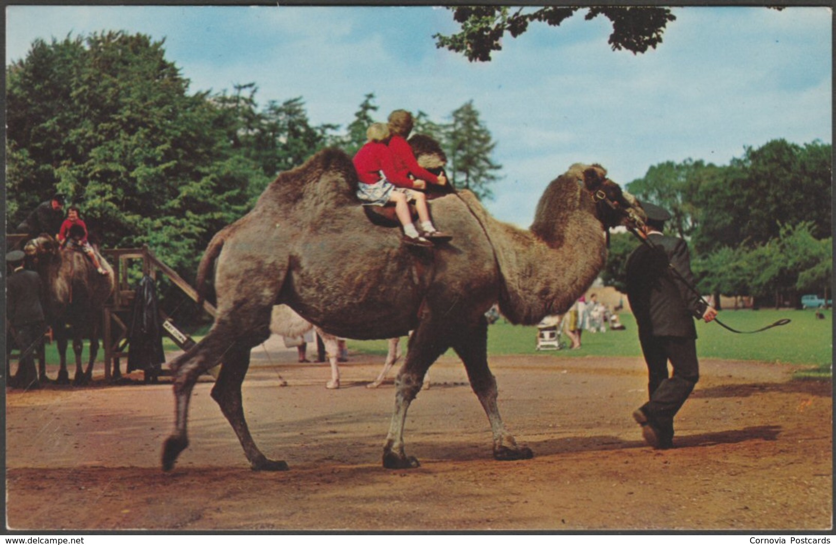 Camel Ride, Whipsnade Park, Bedfordshire, 1965 - Zoological Society Postcard - Other & Unclassified