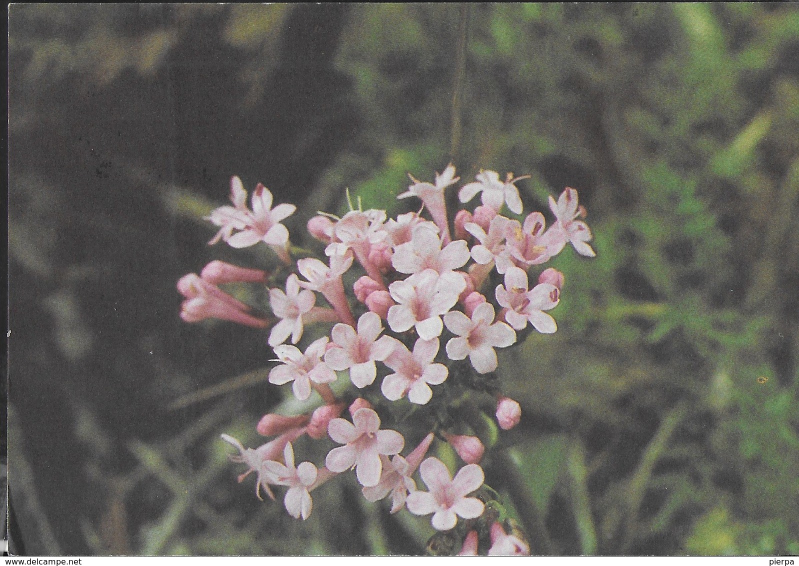 ARMERIA DELLA MAIELLA (ARMERIA MAJELLENSIS) - VIAGGIATA 1986 - Fiori