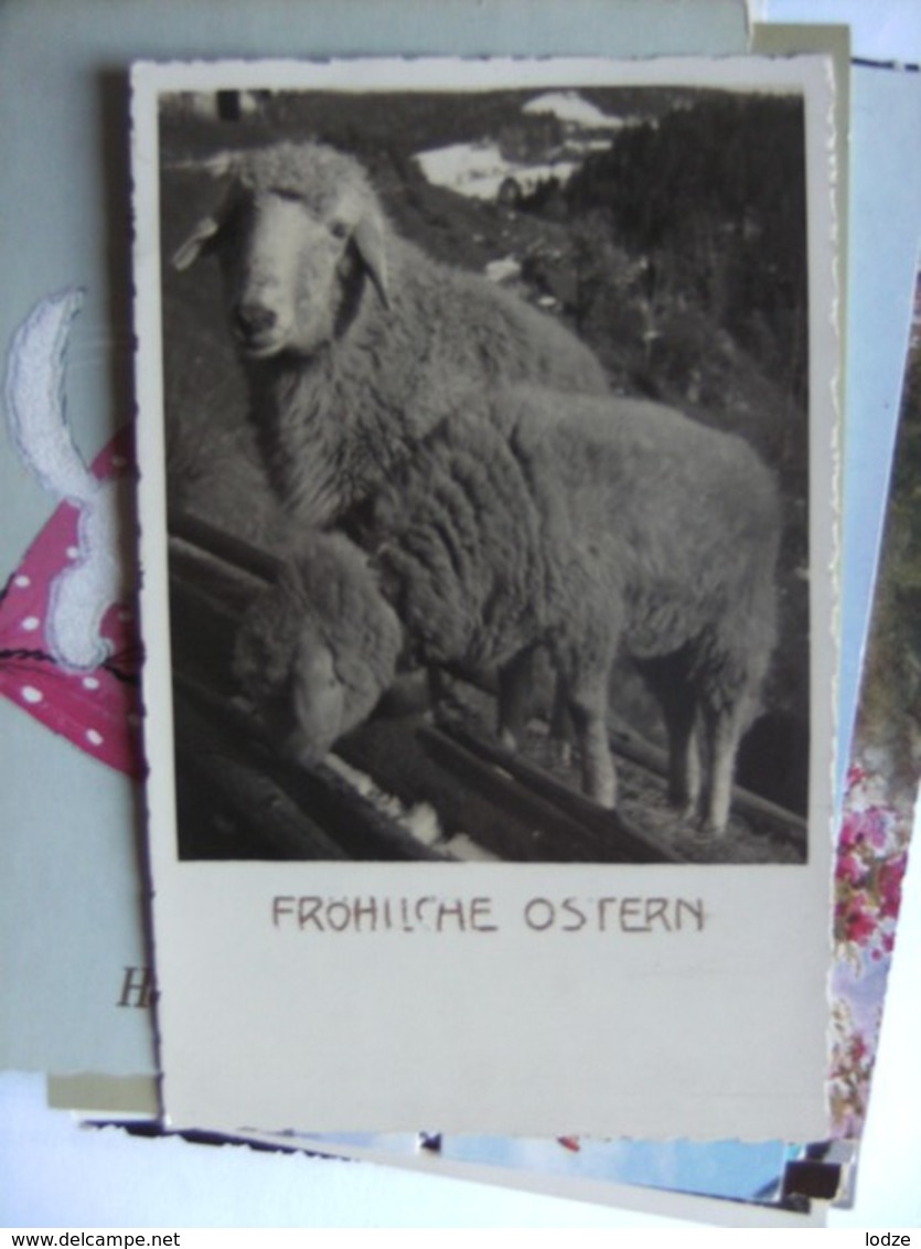 Sheep Fröhliche Ostern - Andere & Zonder Classificatie