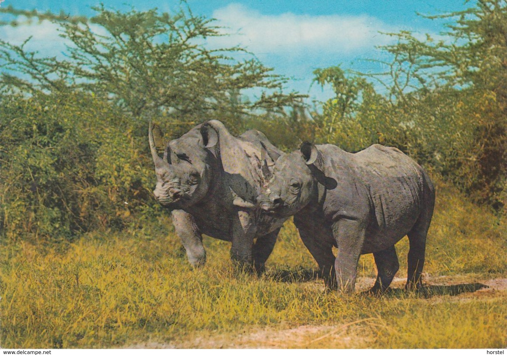 Kenia  - East Afrika  - Rhinoceros -  Nashorn - Nice Stamp - Kenia