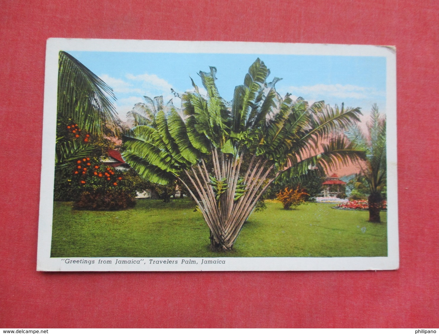 Greetings  Travelers Palm   Jamaica   Ref 3416 - Jamaica