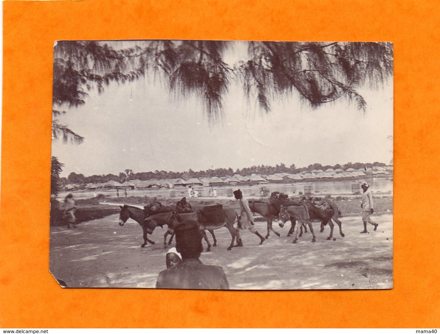 PHOTO DE LORD - ZANZIBAR - VILLAGE INDIGENE - TROUPEAU D'ANES TRANSPORTANT DES MARCHANDISES - Lieux