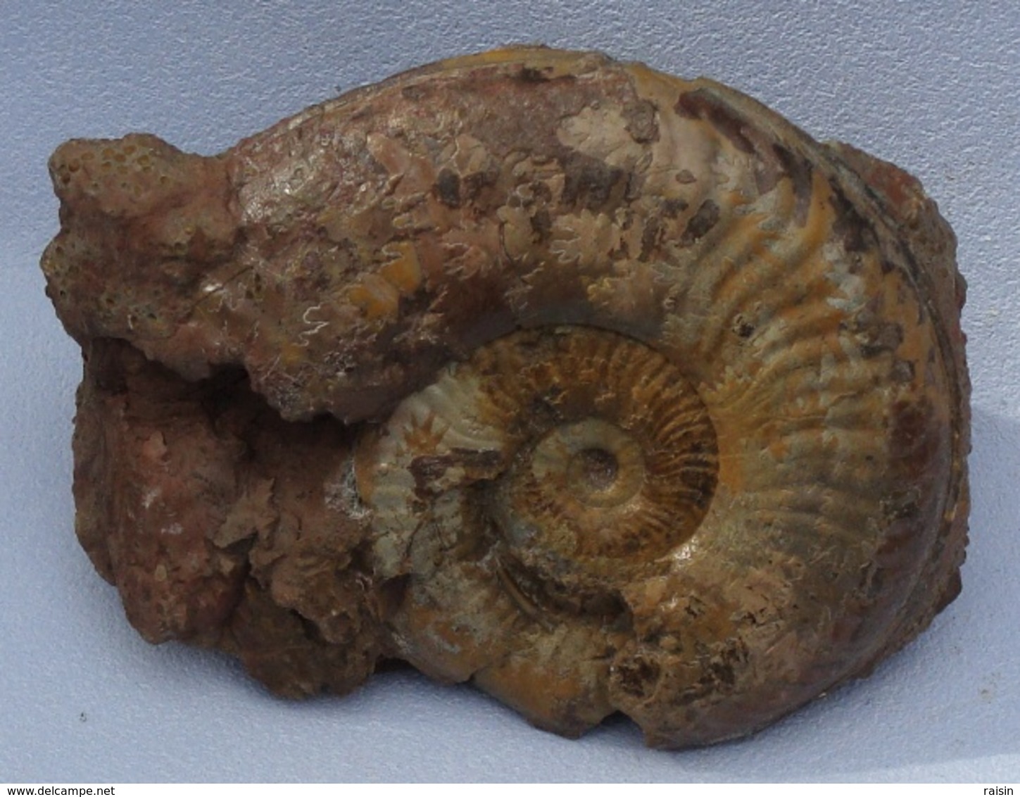 Ammonite Sur Gangue - Fossiles