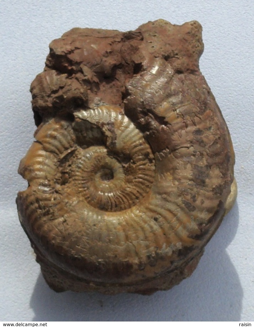 Ammonite Sur Gangue - Fossilien