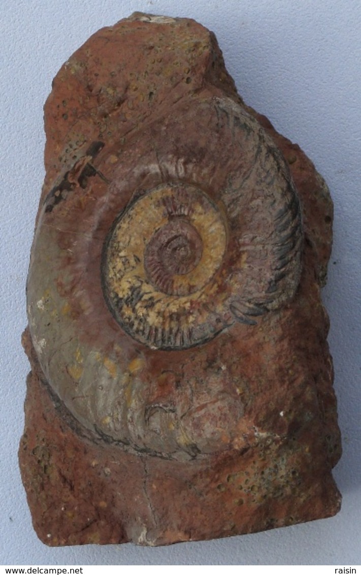 Ammonite Sur Gangue - Fossiles