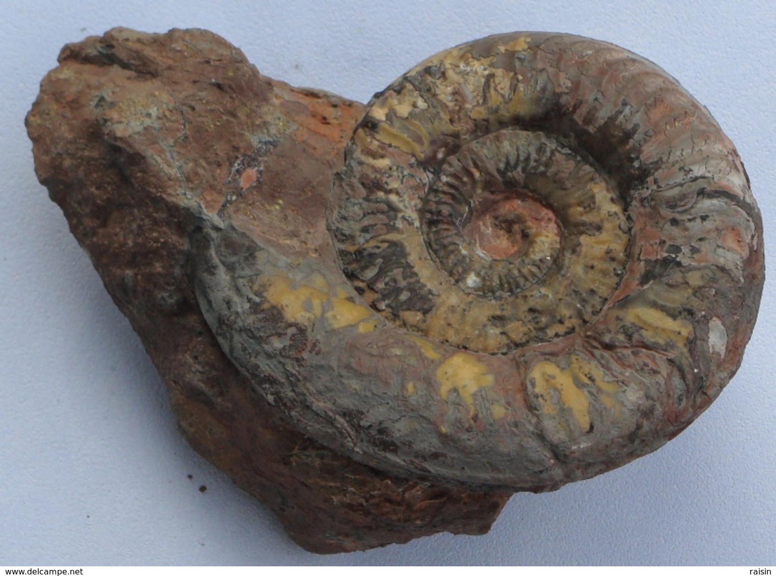 Ammonite Sur Gangue Pseudogrammoceras Jurassique Toarcien - Fossils