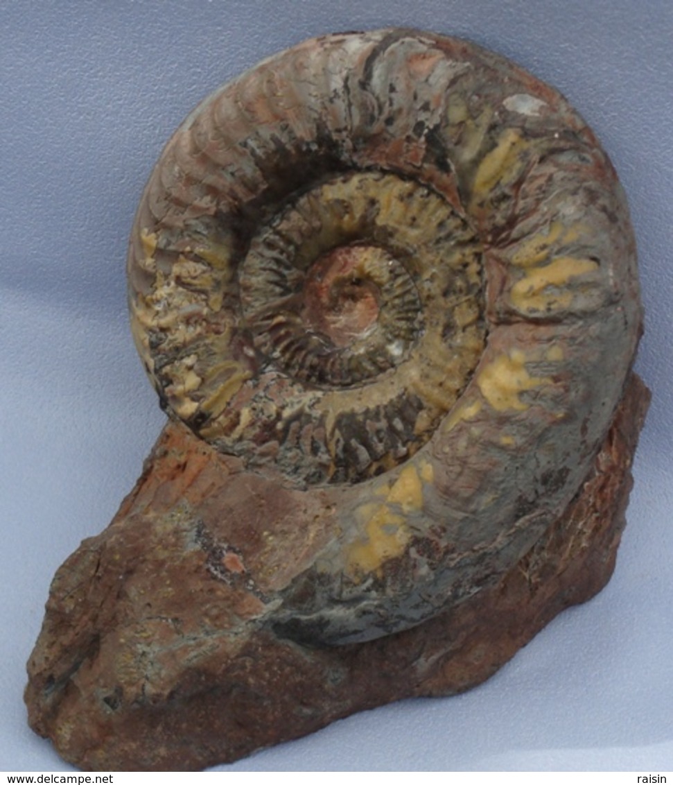 Ammonite Sur Gangue Pseudogrammoceras Jurassique Toarcien - Fósiles