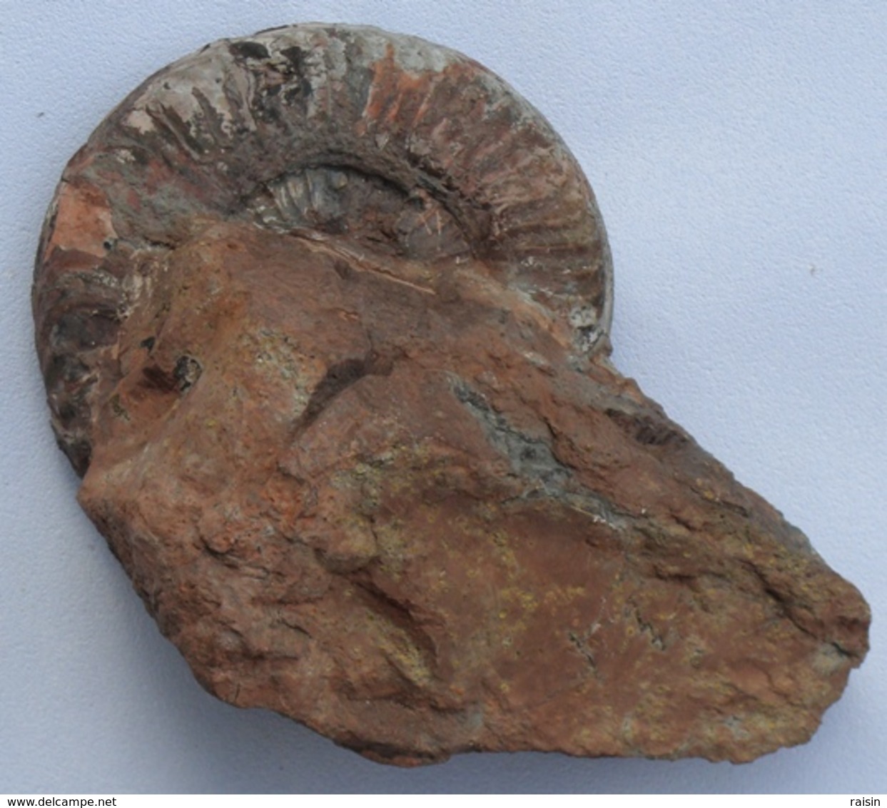Ammonite Sur Gangue Pseudogrammoceras Jurassique Toarcien - Fósiles