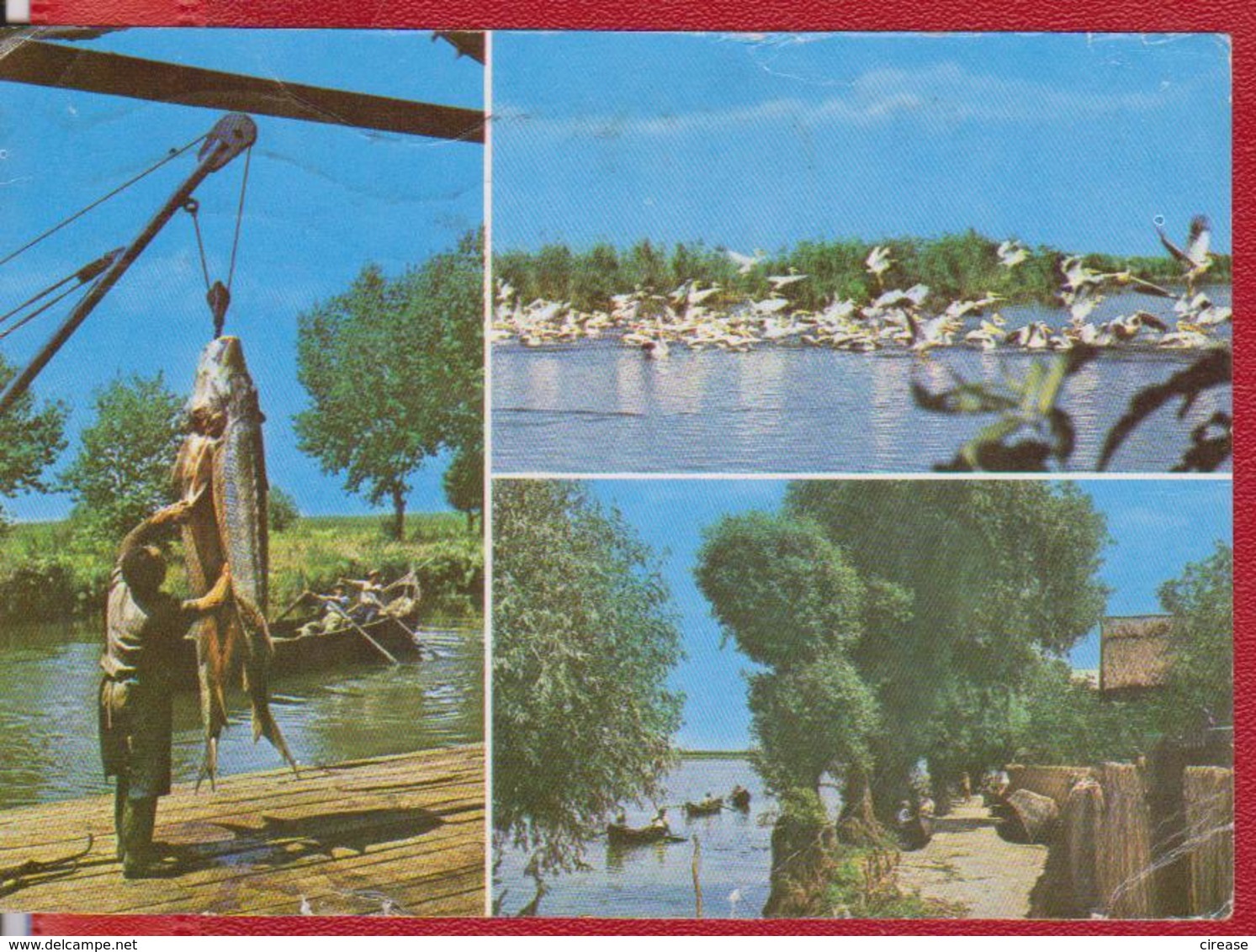 DANUBE DELTA BIRDS PELICANS  FISH STURGEON ROMANIA POSTCARD STATIONERY - Pélicans