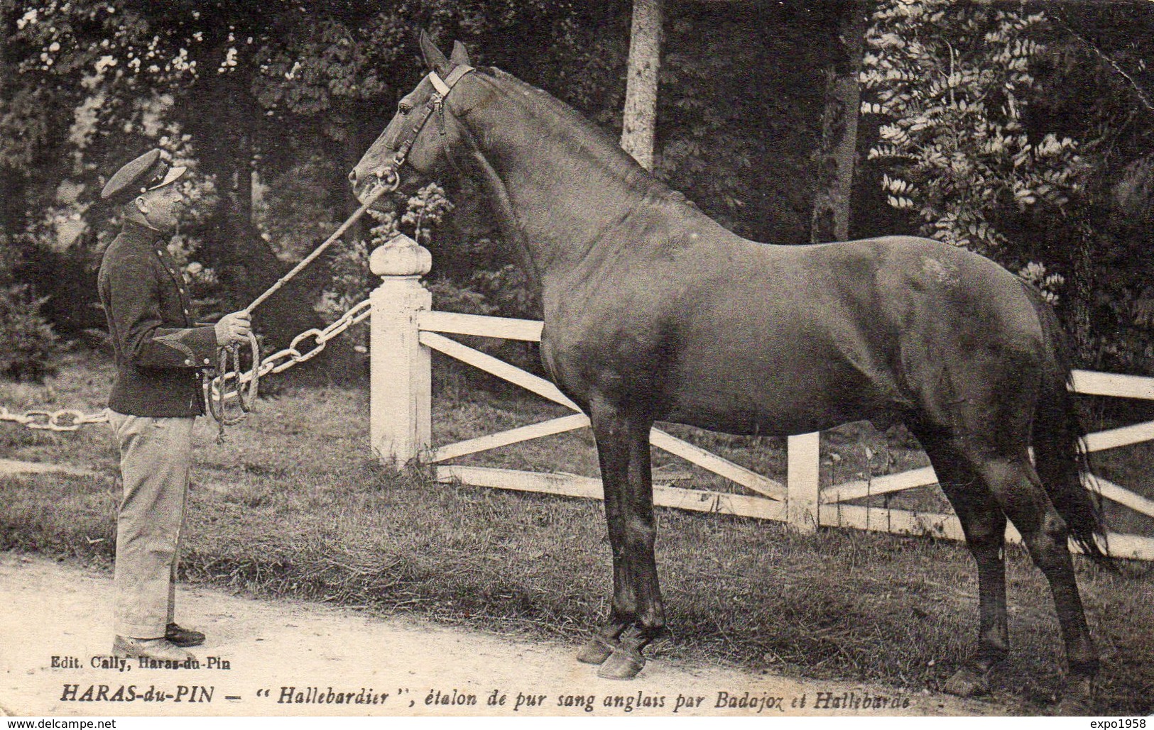 Haras De Pin -"Hallebardier" étalon De Pur Sang Anglais Par Badajos Et Hallbarde - Cavalli