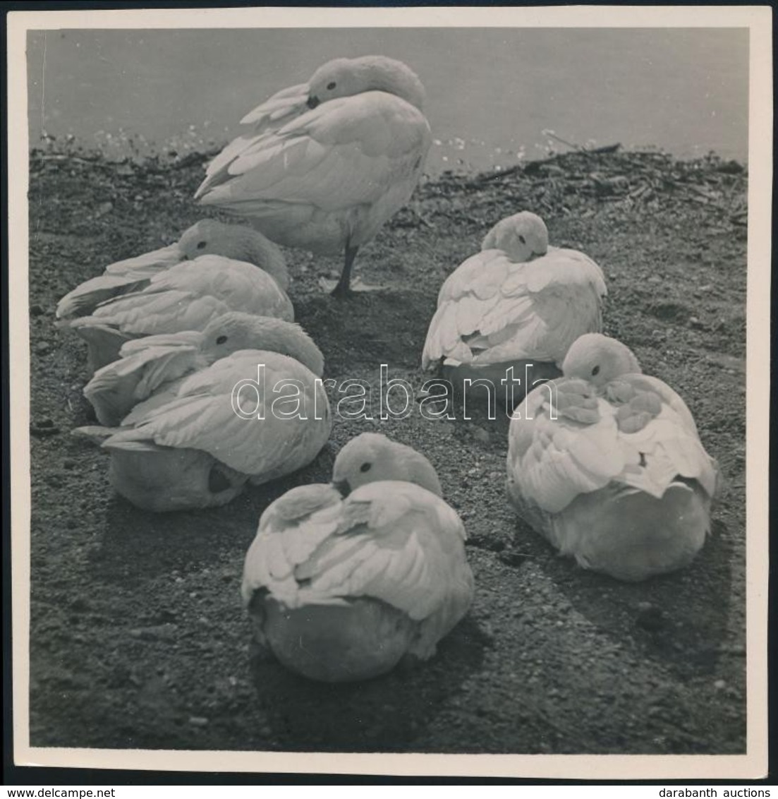 Cca 1935 Kinszki Imre (1901-1945) Budapesti Fotóművész Pecséttel Jelzett és Aláírt Vintage Fotója (Resting Geese), 12,7x - Other & Unclassified