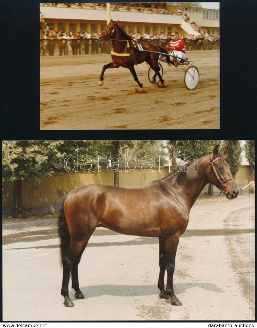 1984, 1986 Pesti Turf 2 Db Száma + 4 Db Fotó Jágó Nevezetű Lóról, 12×9 és 24×17 Cm Közötti Méretekben - Other & Unclassified