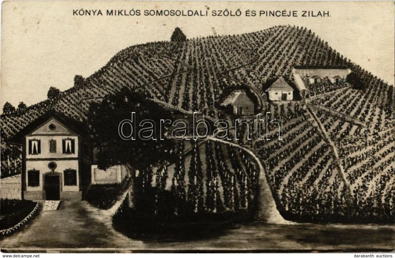 T2/T3 1911 Zilah, Zalau; Kónya Miklós Somos Oldali Szőlője / Vineyards (fl) - Unclassified