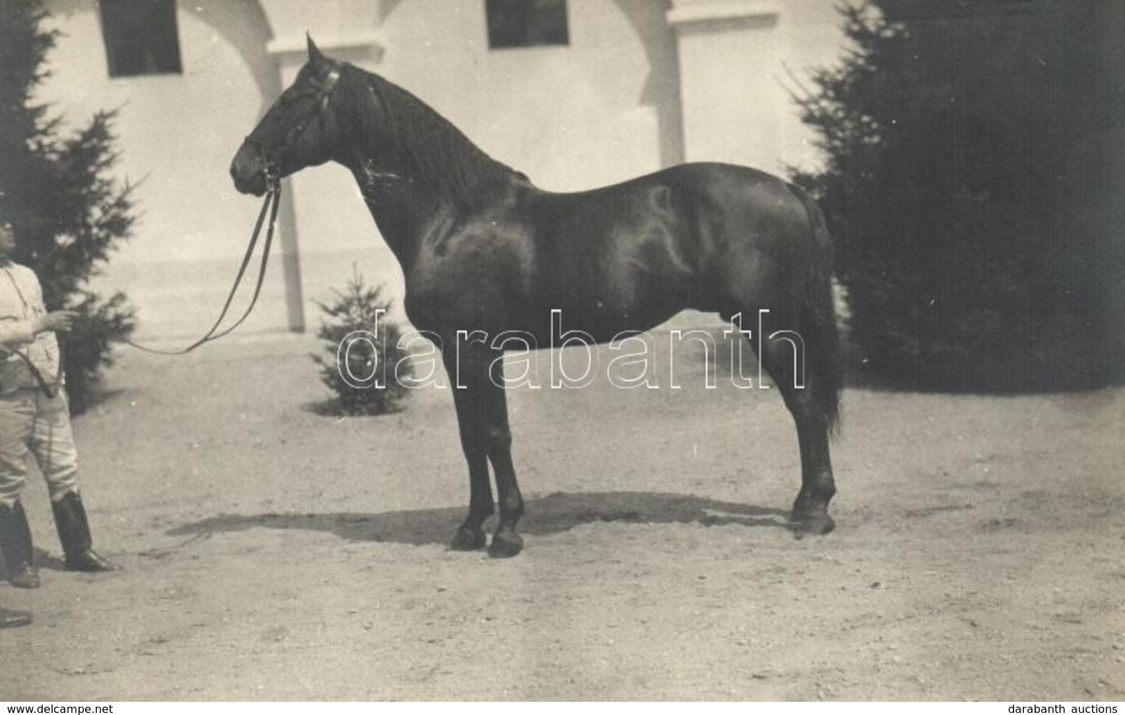 * T2/T3 Magyar Ló, Dr. Szőke Béla Amateur Felvétele / Hungarian Horse, Photo - Unclassified