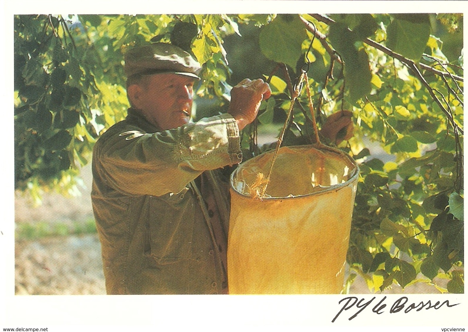 PEPE CUEILLE LE TILLEUL . Photo LE BOSSER . BUIS LES BARONNIES . - Cultures